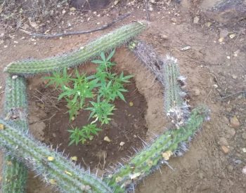 40 pés de maconha são incinerados em Terra Nova — Foto: Divulgação/ 8º BPM