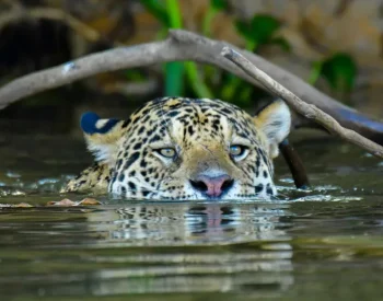 Foto — © Shutterstock