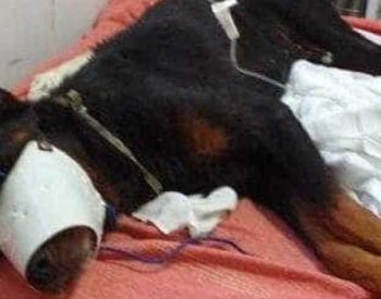 Segundo o Projeto Acolher, que divulgou imagens do resgate em rede social, o animal estava em um buraco. ( Foto: © Reprodução/Instagram Projeto Acolher )