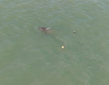 Peixe-Boi resgatada na Paraíba — Foto: Reprodução Acervo PCCP-UERN.