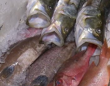 Ciguatera ocorre em consumo de peixe — Foto: Reprodução/Inter TV Cabugi