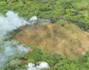 Plantação com 18 mil pés de maconha para abastecer o tráfico é encontrada na PB; Um suspeito é preso — Foto: Polícia Federal