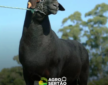 Foto —©Divulgação.