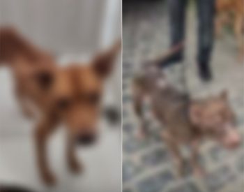 Pitbulls foram resgatados pela Polícia Civil — Foto: Divulgação/Polícia Civil