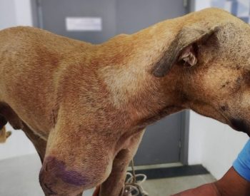 Cão ferido por arma de fogo recebe atendimento de urgência — Foto: Reprodução / Prefeitura de João Pessoa