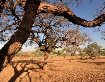 Governo Federal decreta situação de emergência devido à estiagem em cinco cidades da Paraíba — Foto: Agência Brasil