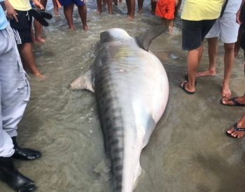 Tubarão morreu na beira do mar em Porto do Mangue, litoral do RN — Foto: Projeto Cetáceos Costa Branca-UERN
