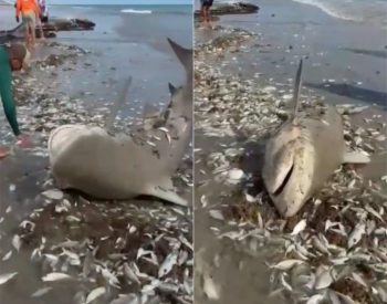 Tubarão foi 'capturado' em Galinhos, no RN — Foto: Reprodução