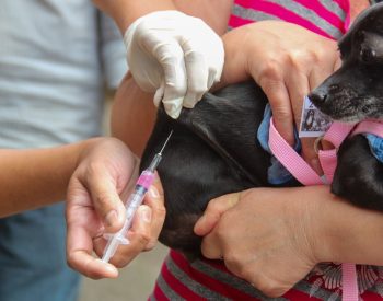 Cães e gatos podem receber vacina antirrábica  — Foto: Prefeitura de Poá/Divulgação