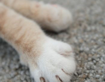 Imagem de pata de gato  — Foto: Freepik