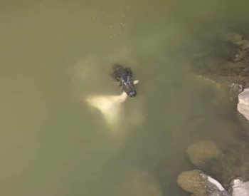 Jacaré teria atacado cachorro em parque de Cuiabá. — Foto: Reprodução