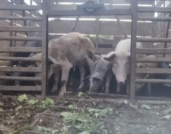 Os animais foram encontrado em condições de  maus tratos pela polícia. Foto — © Divulgação.