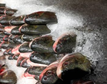 Pesquisas encontram variação de até 125% nos preços de peixes para a Semana Santa na Grande João Pessoa — Foto: Divulgação/Secom