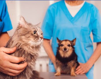 Programa oferece mais de 3 mil vagas para castração de cães e gatos na Paraíba; veja o cronograma  — Foto: Reprodução