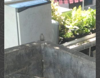 Granada é encontrada em praça de Santa Rita e explodida pela polícia — Foto: TV Cabo Branco