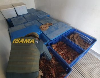 Carga ilegal de mais de 650kg de lagostas apreendida em Alhandra, na Paraíba — Foto: Ibama/PRF