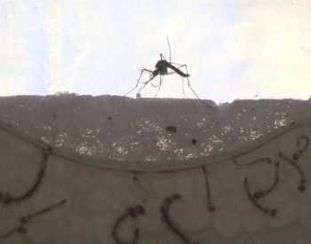 Mosquito transmissor da dengue. — Foto: Reprodução/TV Vanguarda