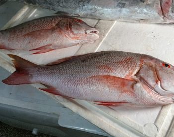 Peixe cioba mercado peixaria supermercado peixes vendas Natal Rio Grande do Norte RN Ciguatera — Foto: Brunno Rocha/Inter TV Cabugi