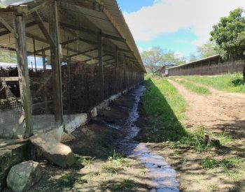 Dona de granja de galinhas é presa por poluição ambiental, em Campina Grande — Foto: Polícia Civil