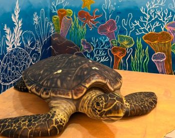 Exposição gratuita celebra o Dia Internacional das Tartarugas Marinhas no Midway Mall — Foto: Divulgação