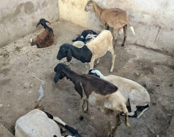 Ataque de cães mata ovelhas e causa prejuízo no interior do RN — Foto: Cedida